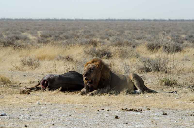 01 - Namibia - leones comiendo - parque nacional de Etosha
